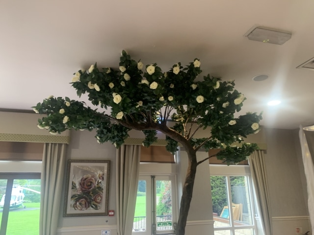 Blossom Canopy Trees Hire